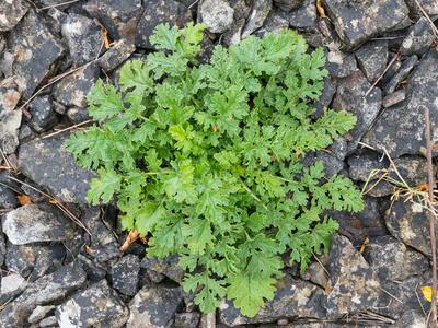 senecio jacobaea ssp dunensis rosette