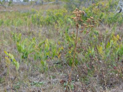 senecio jacobaea ssp gotlandicus