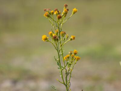 senecio jacobaea ssp jacobaea
