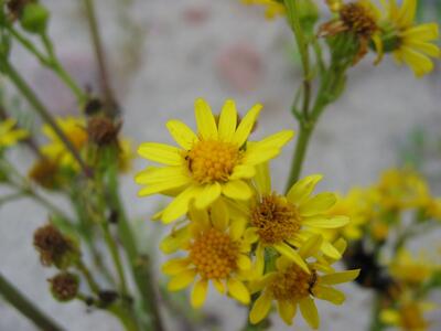 senecio jacobaea ssp jacobaea blueten