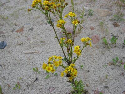 senecio jacobaea ssp jacobaea habitus