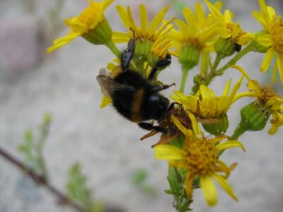 senecio jacobaea ssp jacobaea huellblaetter