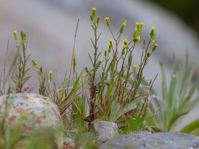 senecio lividus