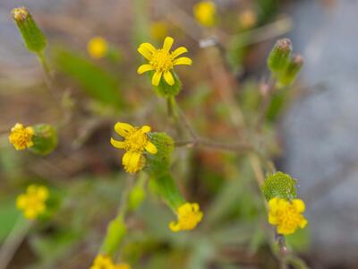 senecio lividus detail