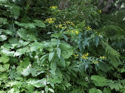 senecio ovatus