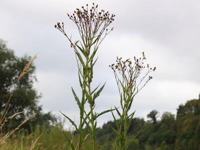 senecio paludosus