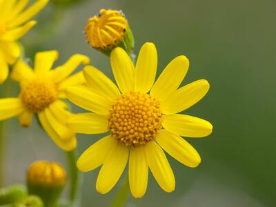 senecio vernalis