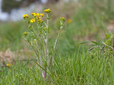 senecio vernalis habitus