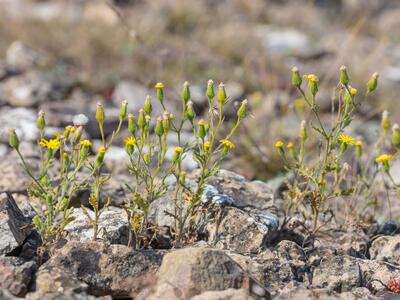 senecio viscosus