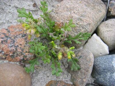 senecio vulgaris