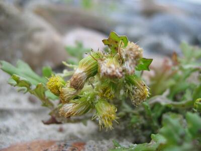 senecio vulgaris detail