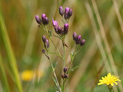 serratula tinctoria