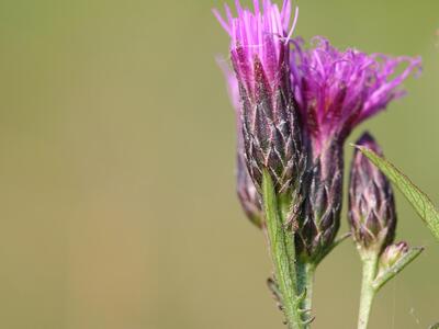 serratula tinctoria detail