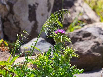 silybum marianum