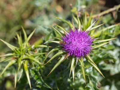 silybum marianum detail