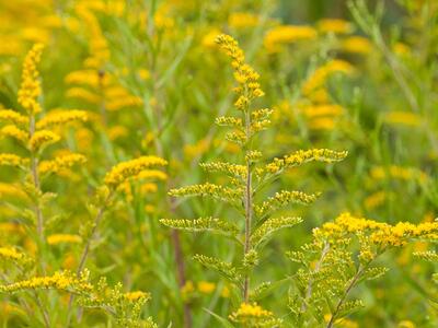 solidago rugosa