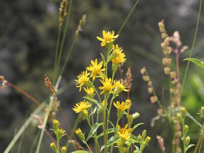 solidago virgaurea ssp minuta