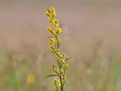 solidago virgaurea ssp virgaurea