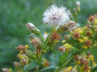 solidago virgaurea ssp virgaurea frucht