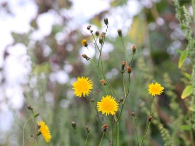 sonchus arvensis