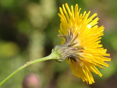 sonchus arvensis detail