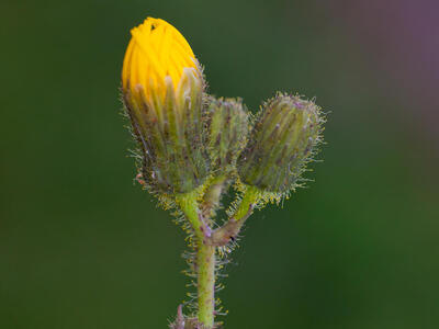 sonchus arvensis druesenhaare