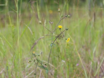 sonchus asper