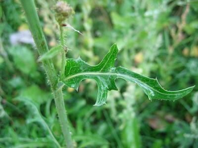 sonchus asper blatt