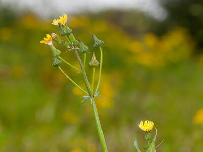 sonchus oleraceus