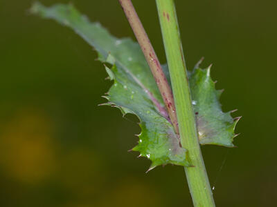 sonchus oleraceus blatt