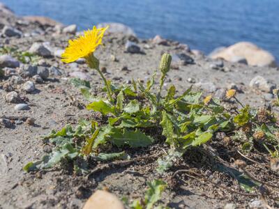 sonchus palustris