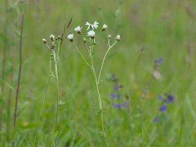 tanacetum corymbosum ssp corymbosum