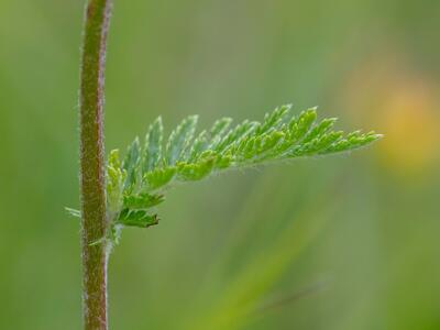 tanacetum corymbosum ssp corymbosum blatt