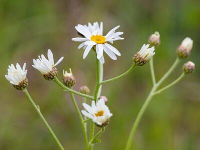 tanacetum corymbosum ssp corymbosum detail