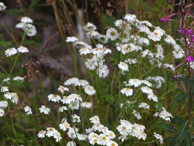 tanacetum parthenium