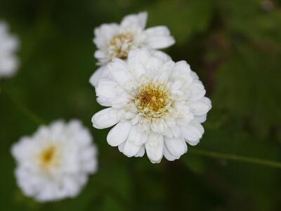 tanacetum parthenium detail