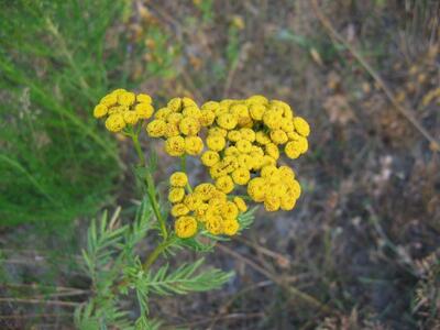 tanacetum vulgare