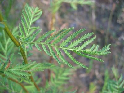 tanacetum vulgare blatt