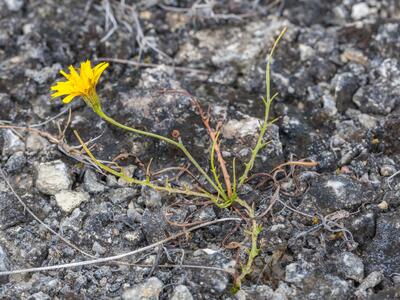 taraxacum balticum