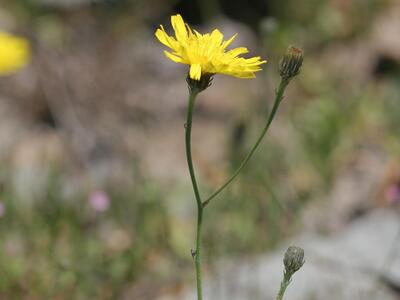 tolpis staticifolia