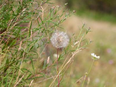 tragopogon dubius