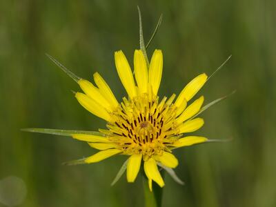 tragopogon dubius detail