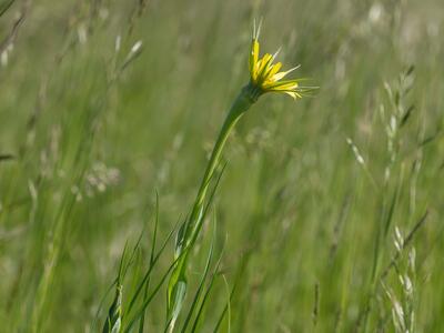 tragopogon dubius habitus