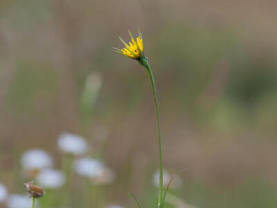 tragopogon minor