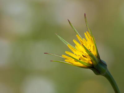 tragopogon minor bluete