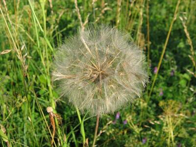 tragopogon pratensis