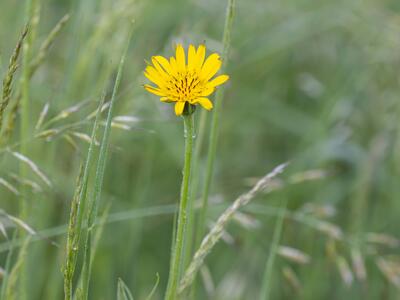 tragopogon pratensis habitus