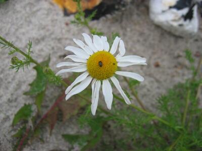 tripleurospermum maritimum bluete