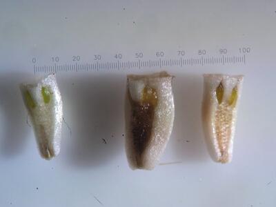 tripleurospermum maritimum fruechte