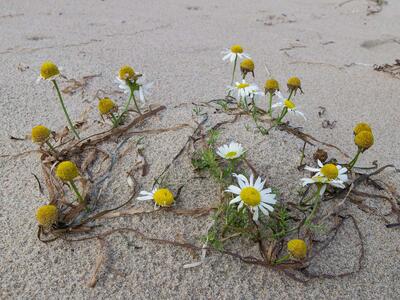 tripleurospermum maritimum habitus